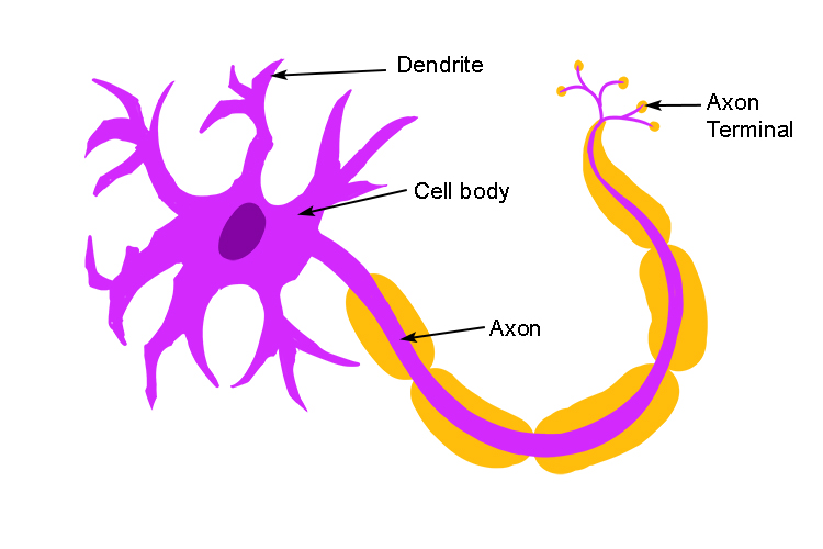 Neurone cells are nerve impulse carriers